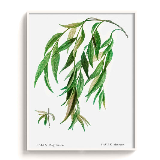 Botanicals - The Manify