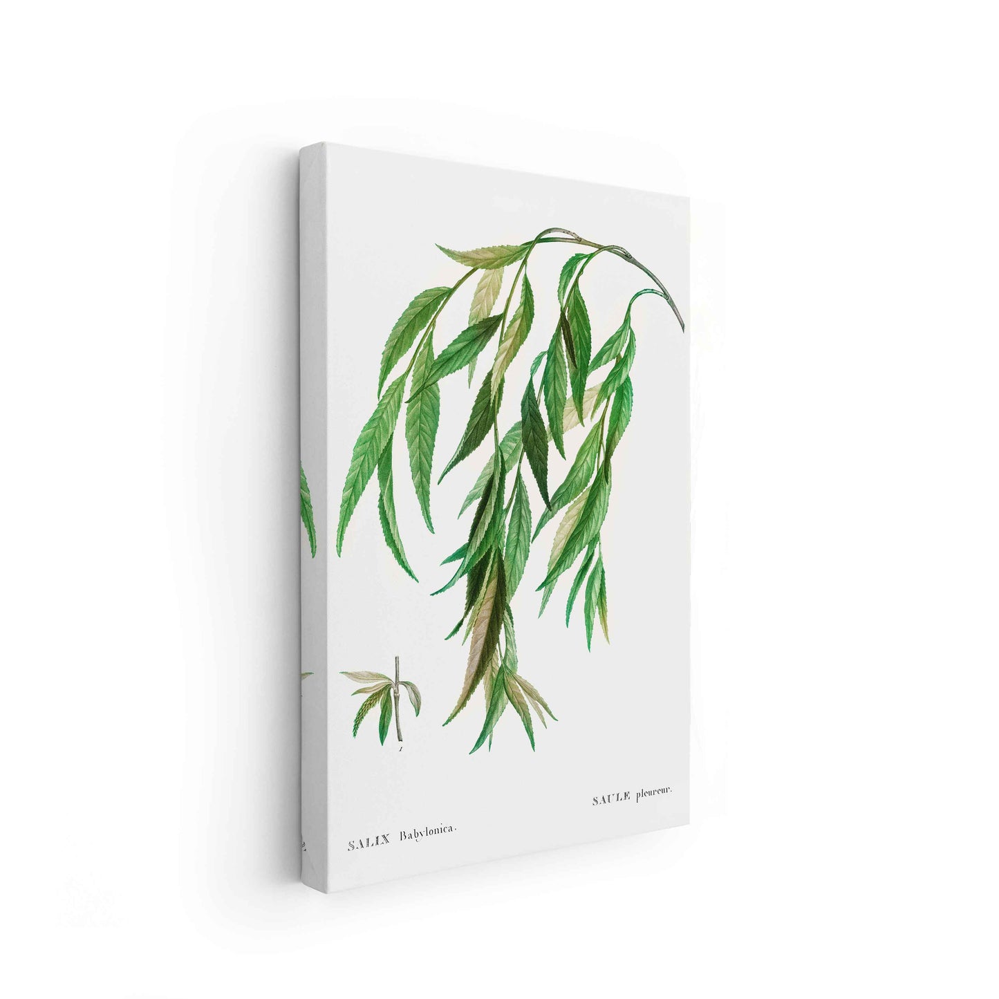 Botanicals - The Manify