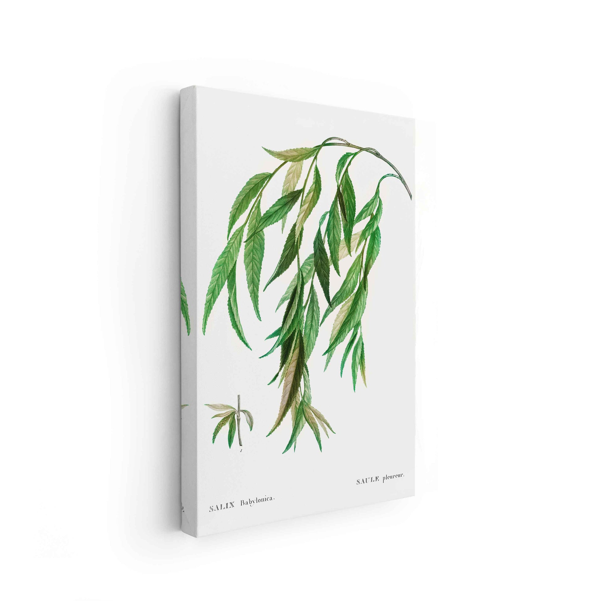 Botanicals - The Manify