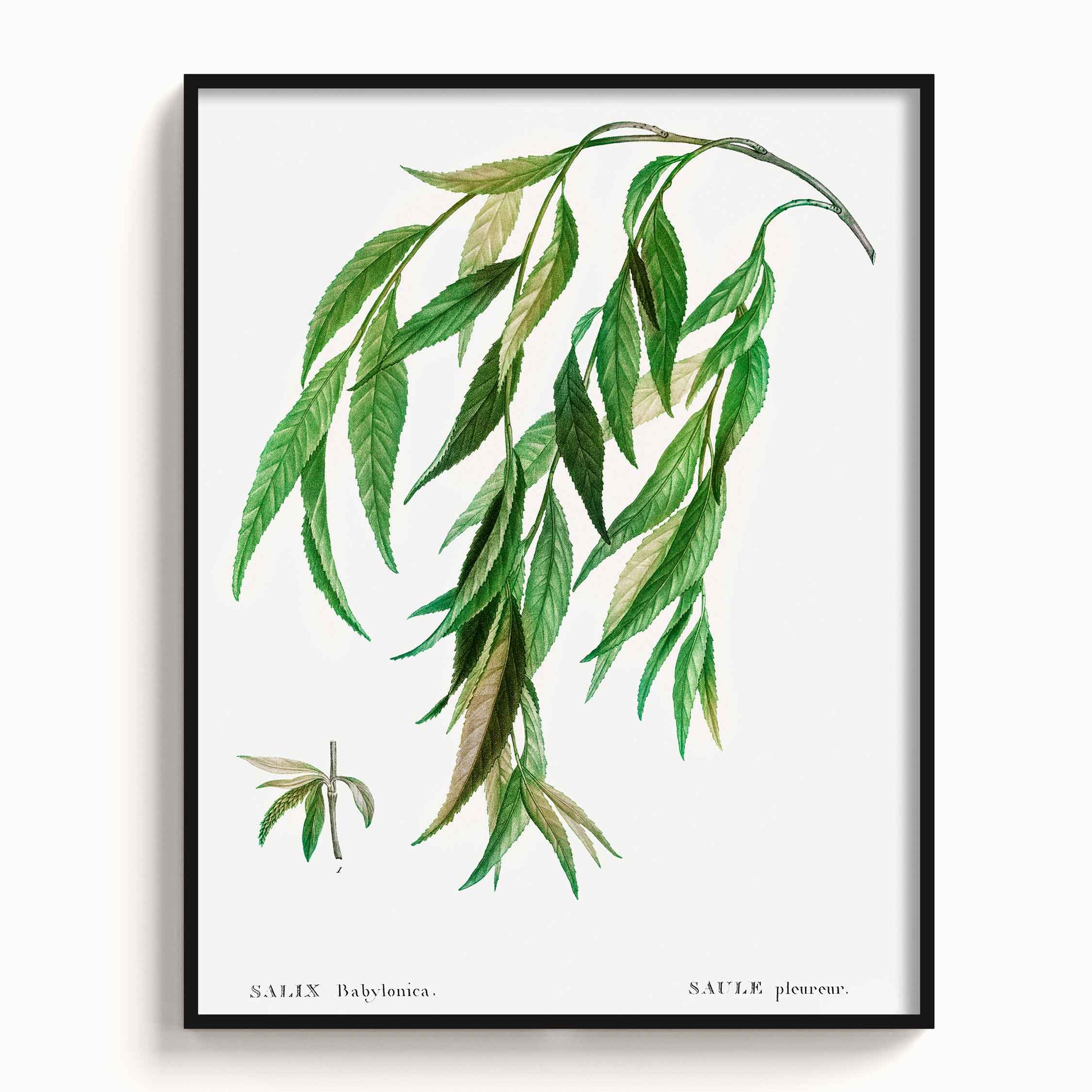 Botanicals - The Manify