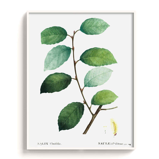 Botanicals - The Manify