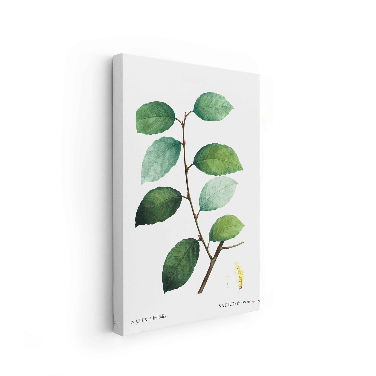 Botanicals - The Manify