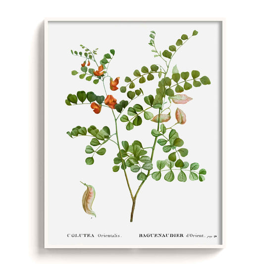 Botanicals - The Manify