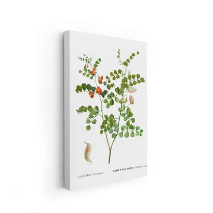 Botanicals - The Manify