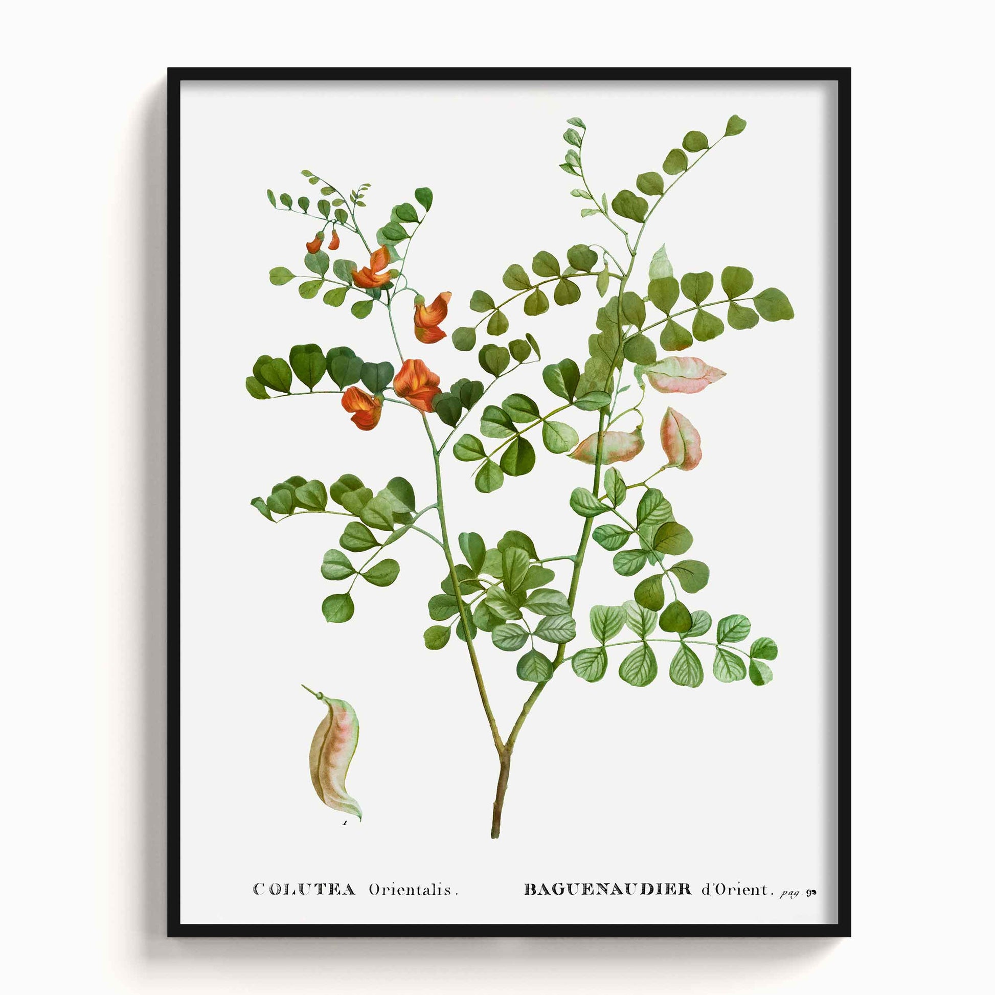 Botanicals - The Manify