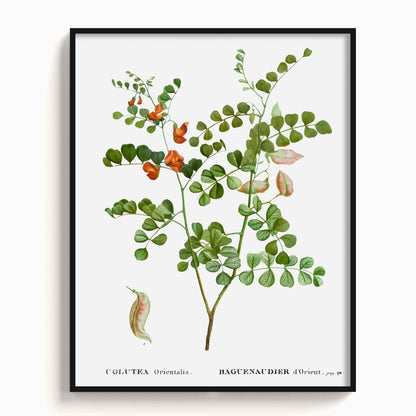Botanicals - The Manify