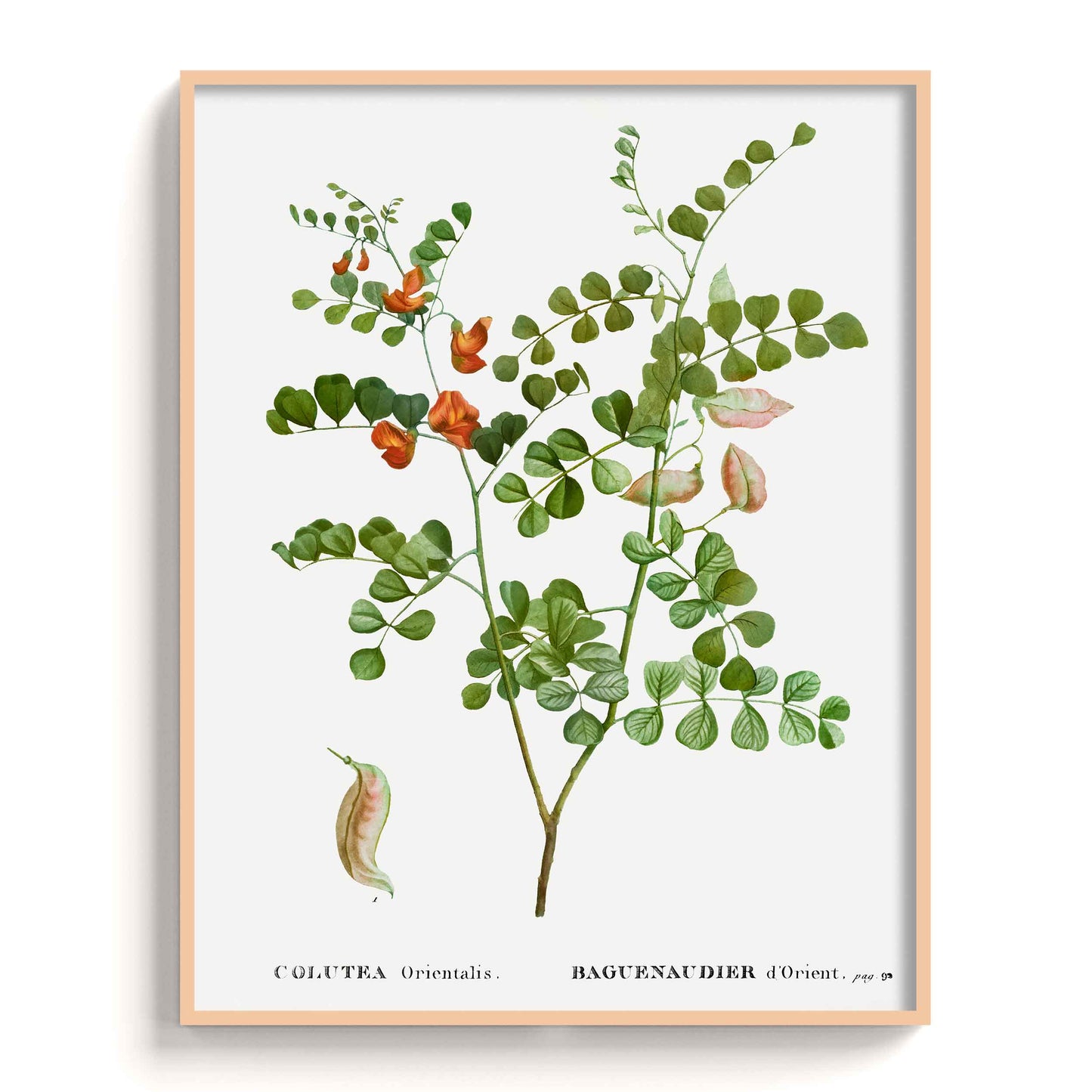 Botanicals - The Manify