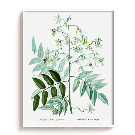Botanicals - The Manify