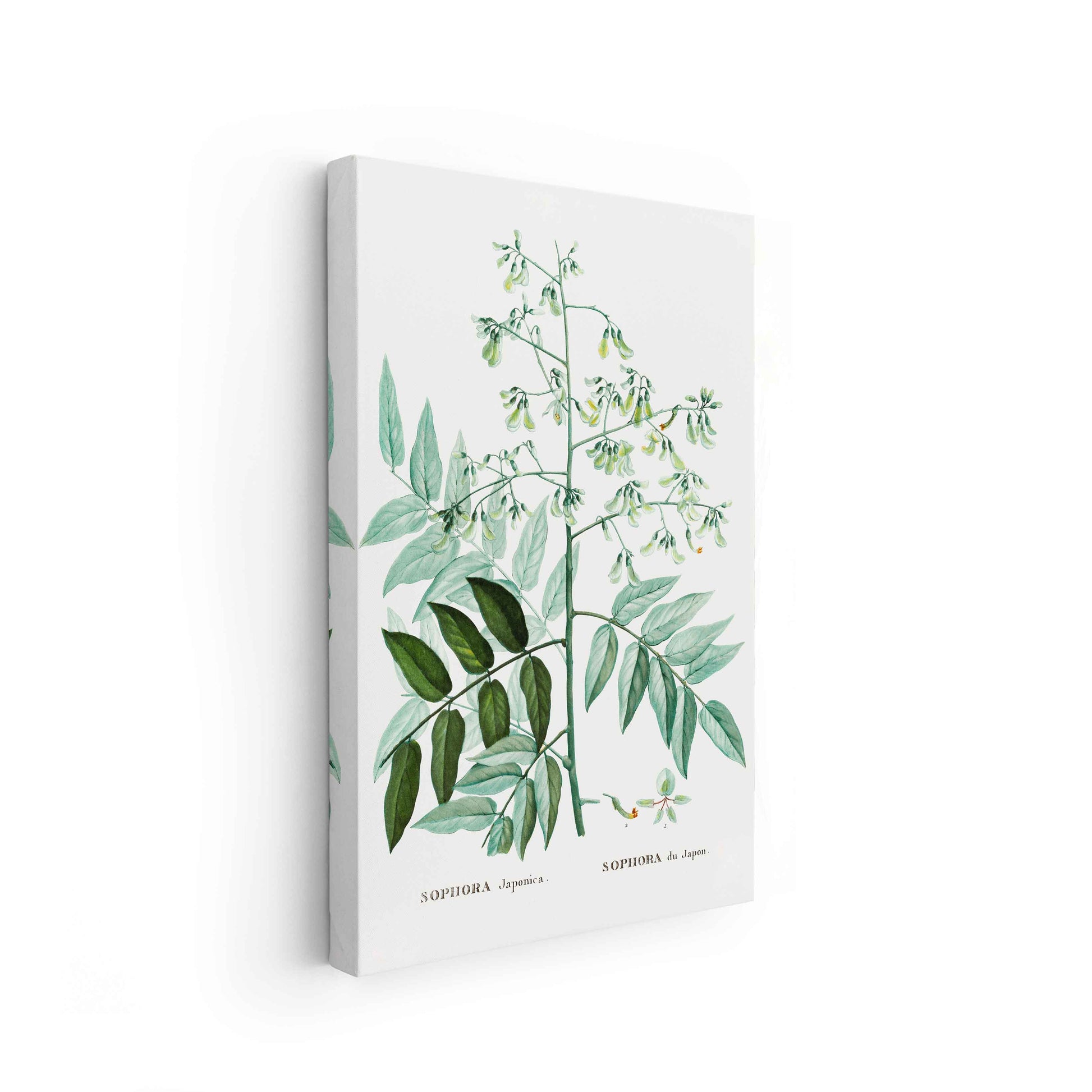 Botanicals - The Manify