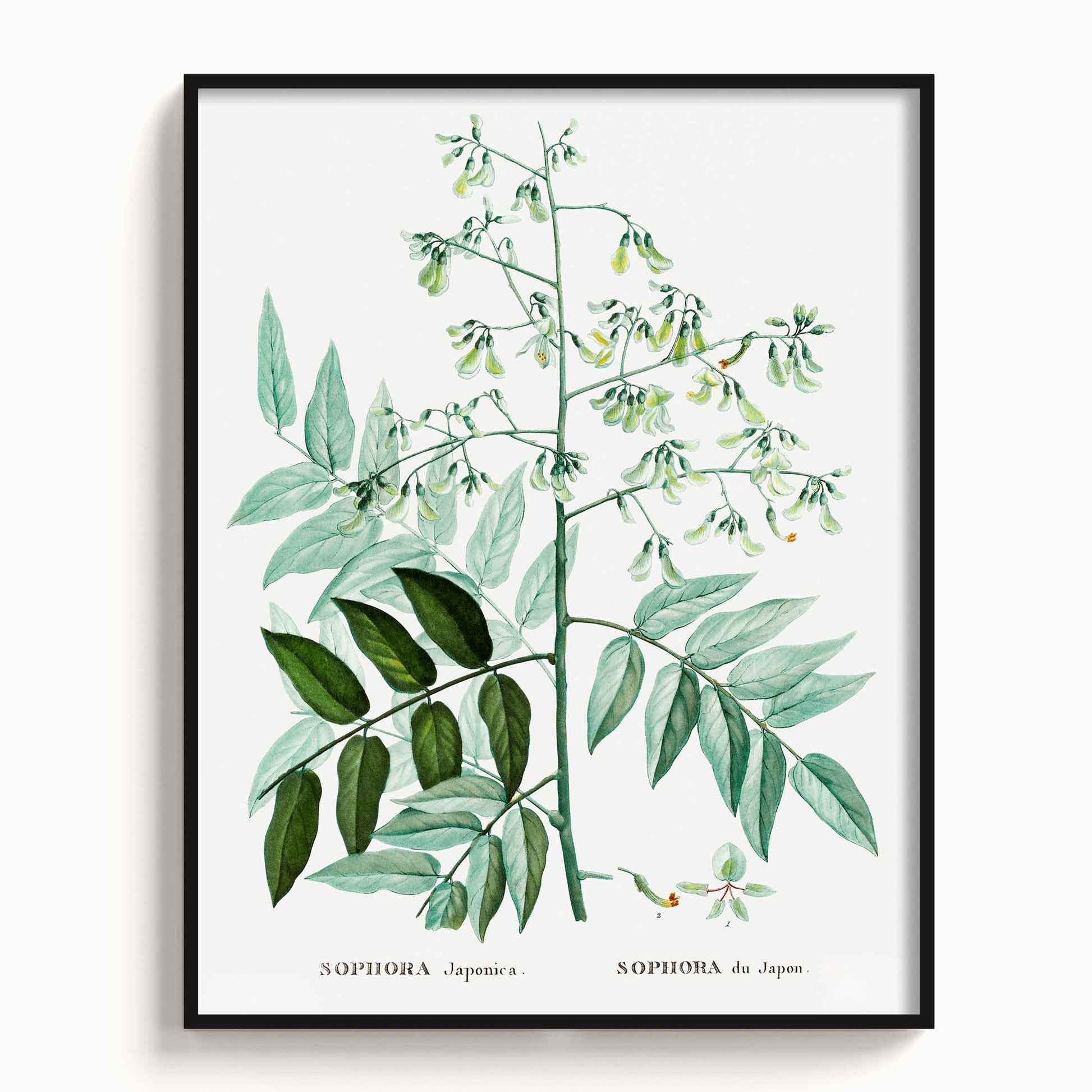 Botanicals - The Manify
