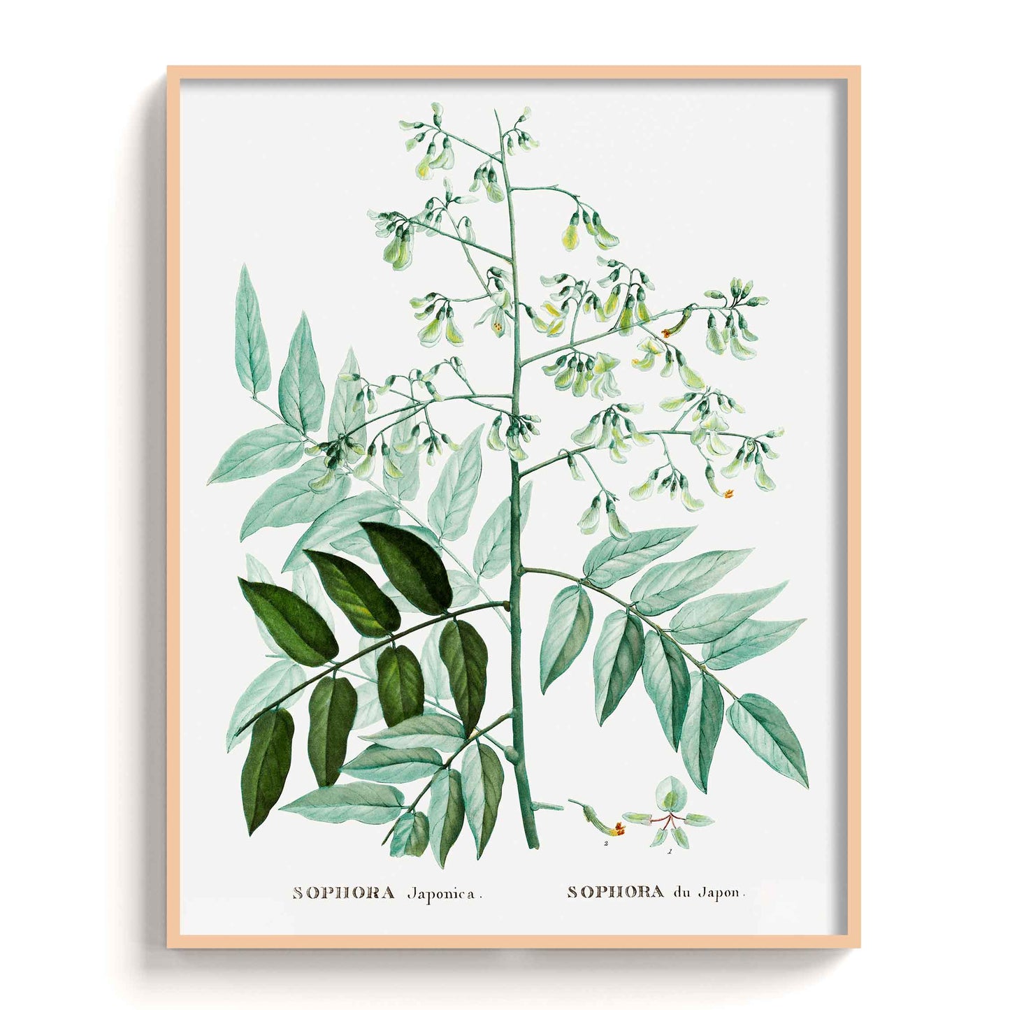 Botanicals - The Manify