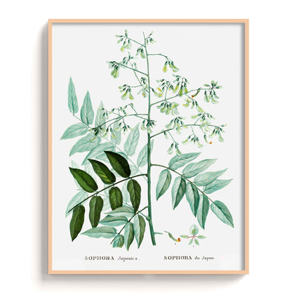 Botanicals - The Manify