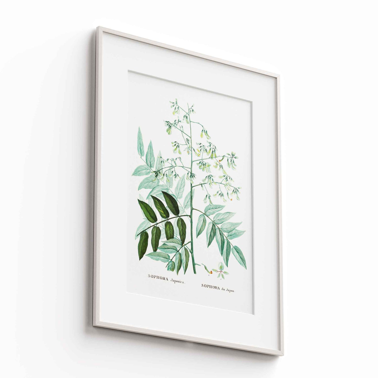 Botanicals - The Manify