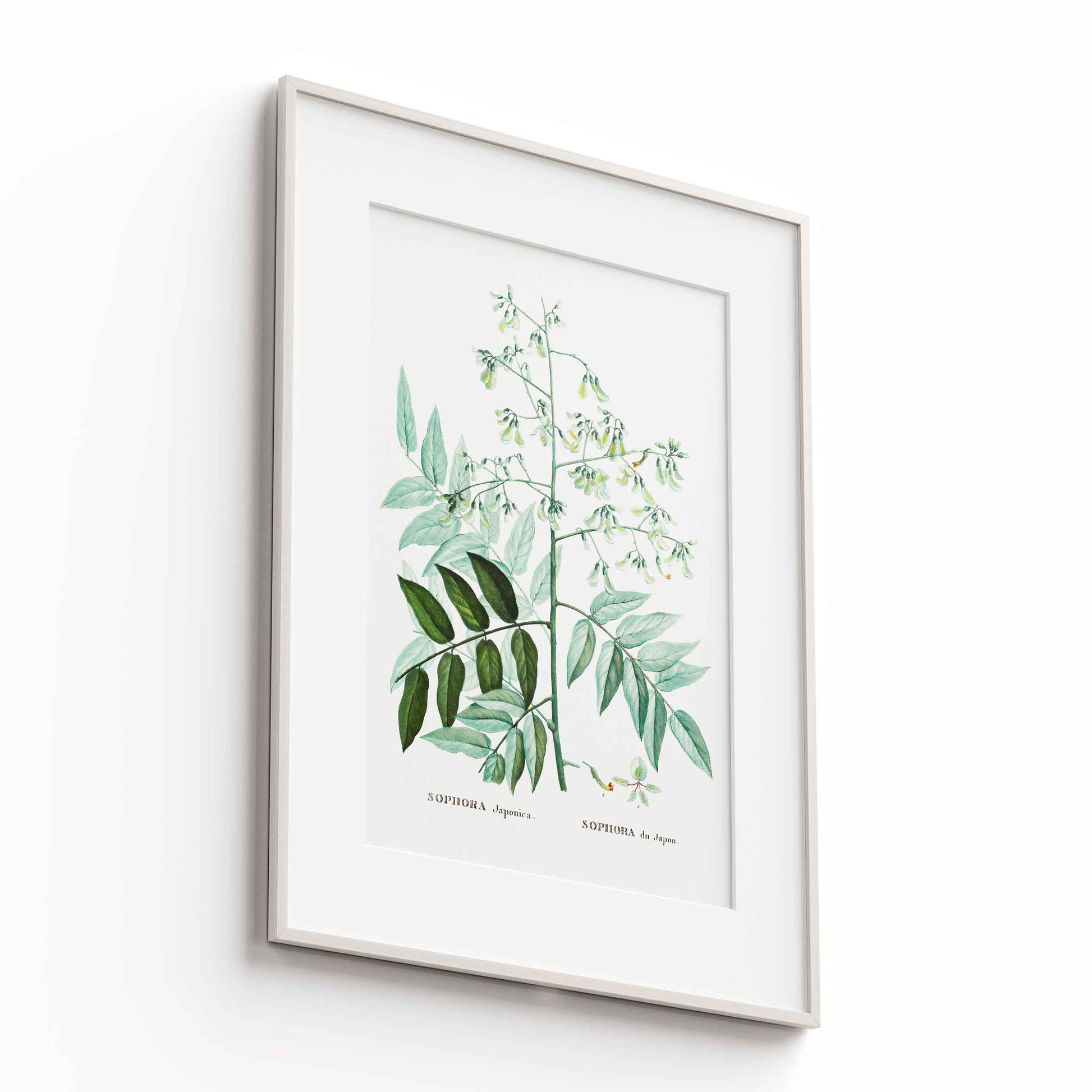 Botanicals - The Manify