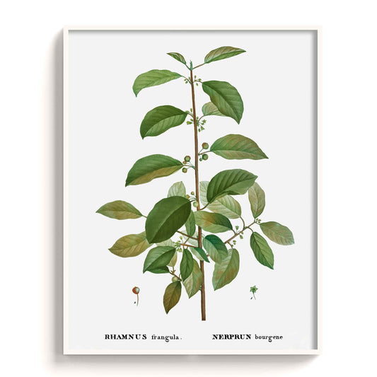 Botanicals - The Manify