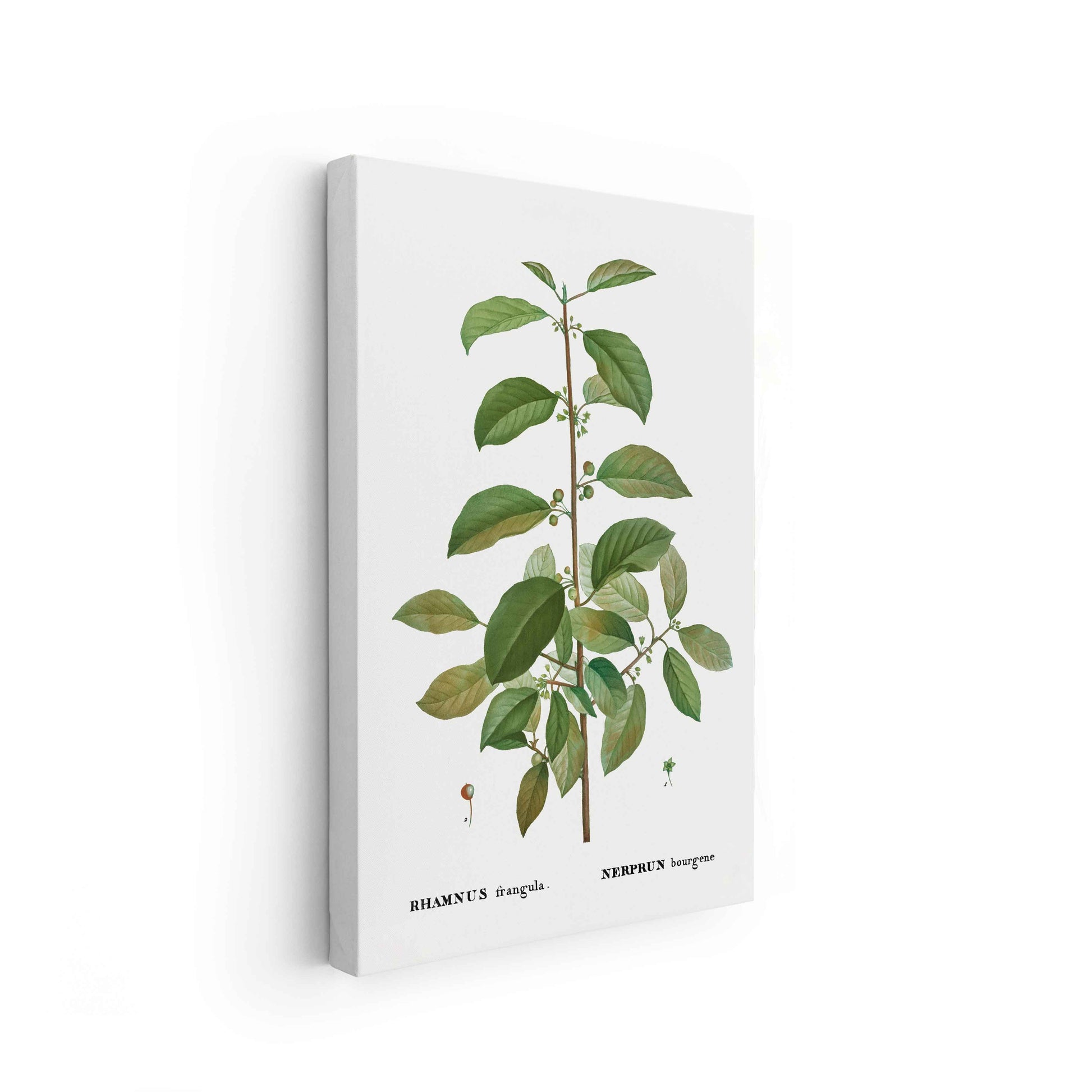 Botanicals - The Manify