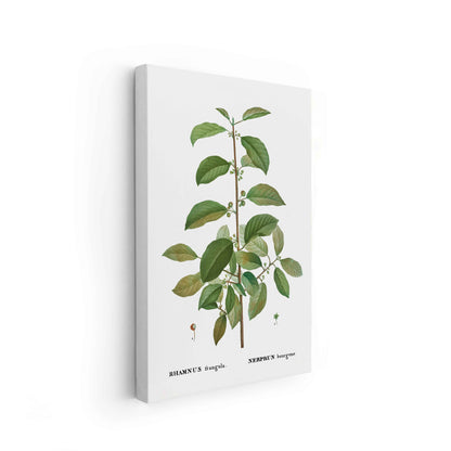Botanicals - The Manify