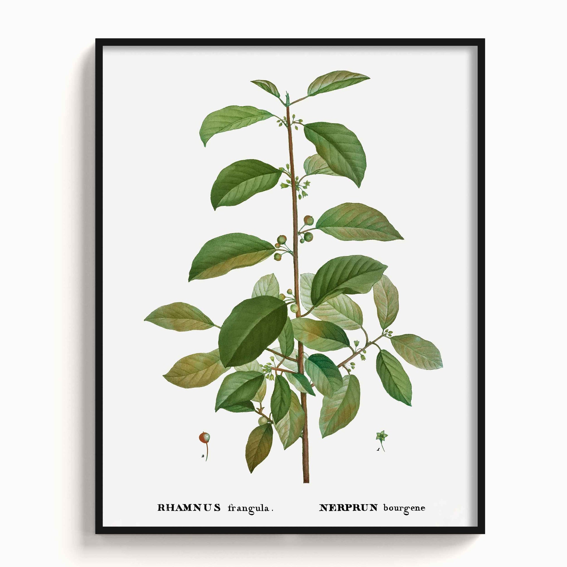 Botanicals - The Manify