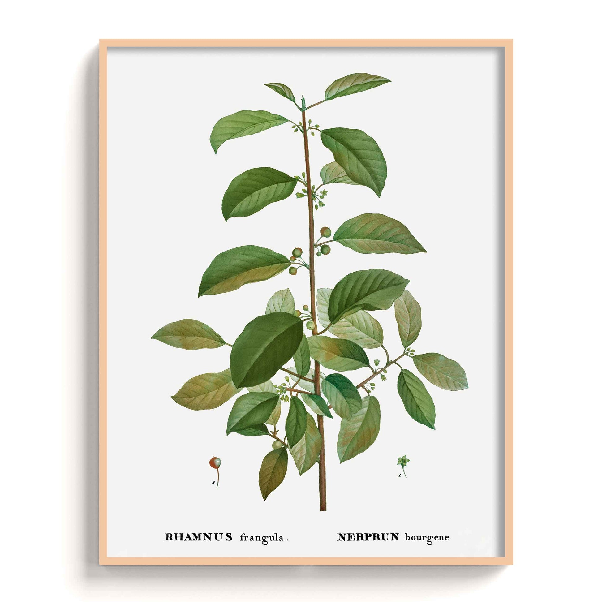 Botanicals - The Manify