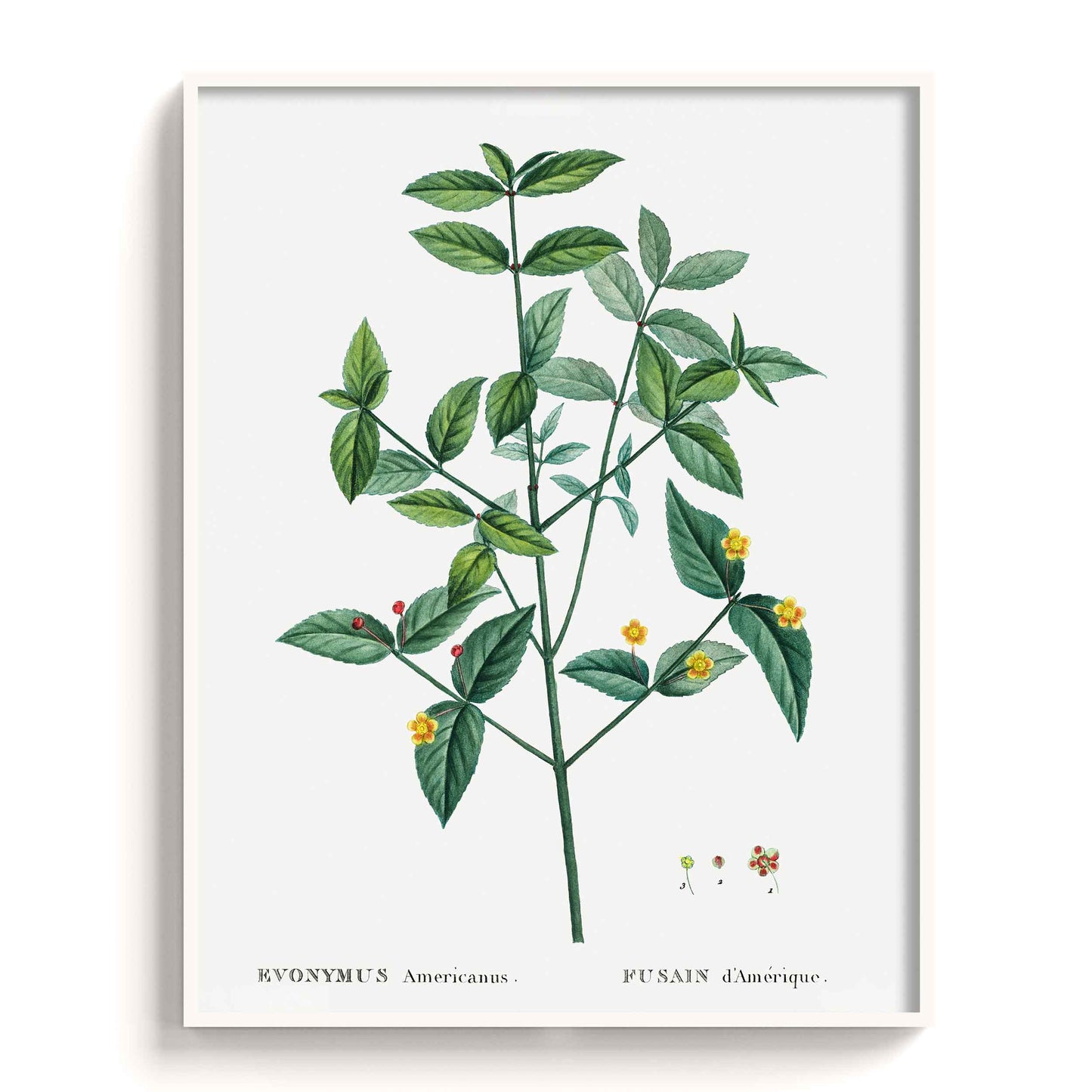 Botanicals - The Manify