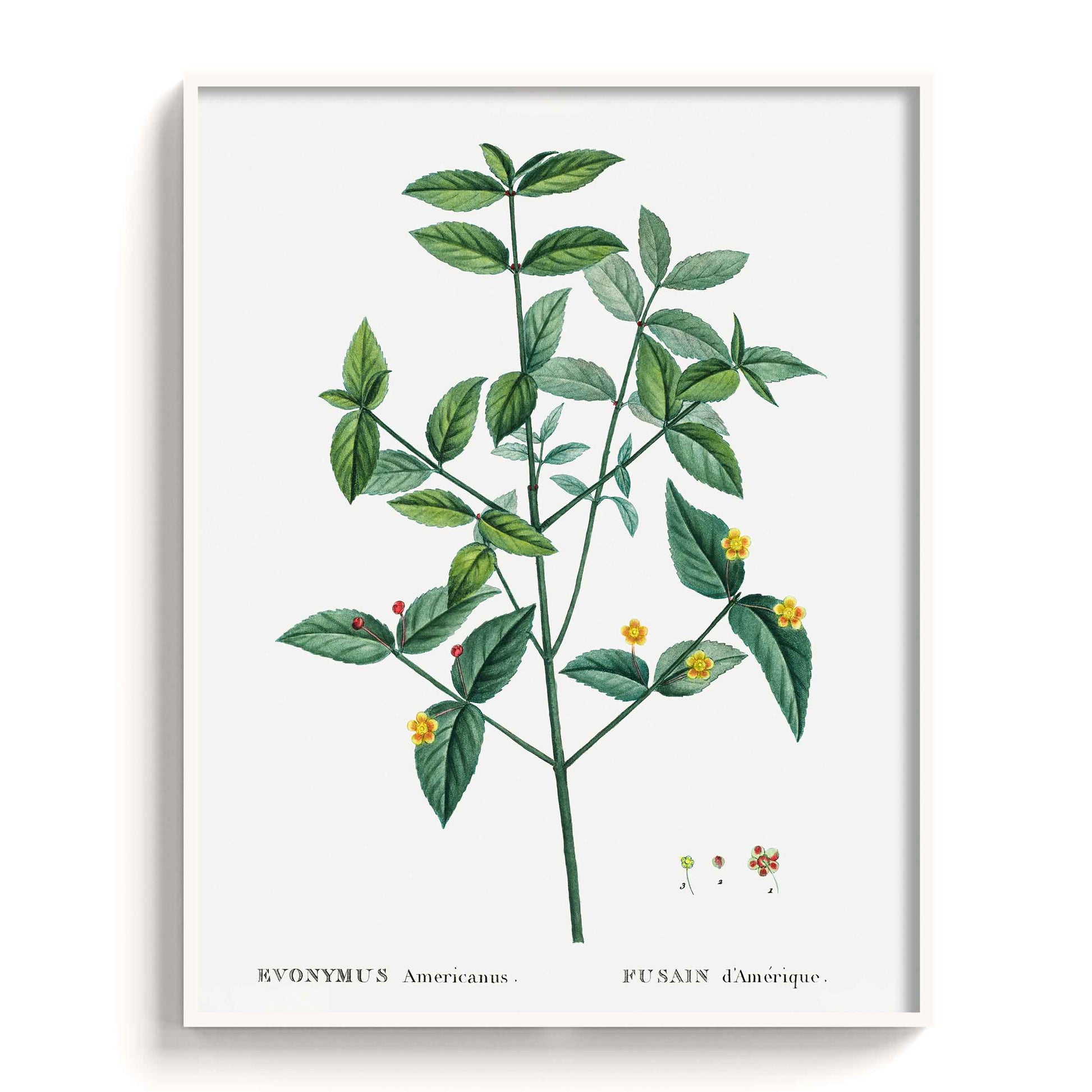 Botanicals - The Manify