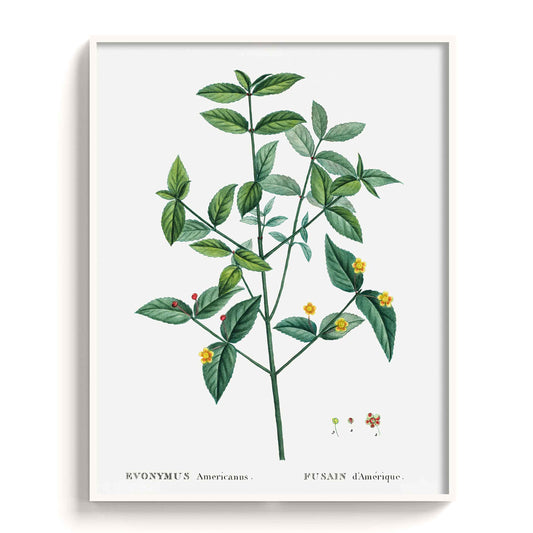 Botanicals - The Manify