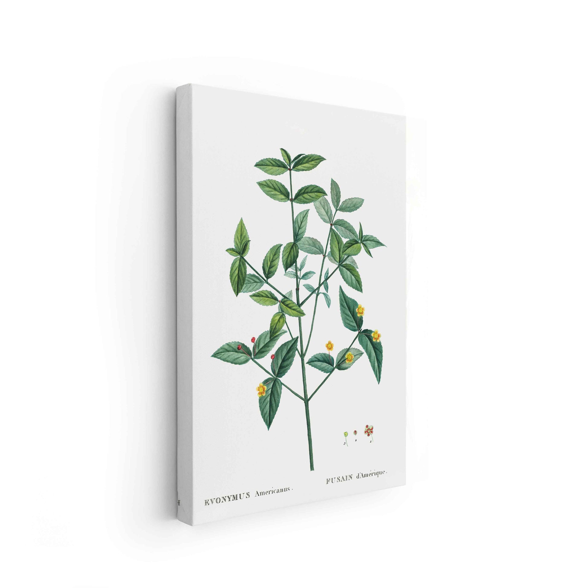Botanicals - The Manify