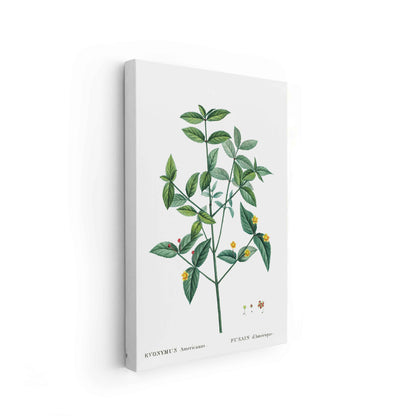 Botanicals - The Manify