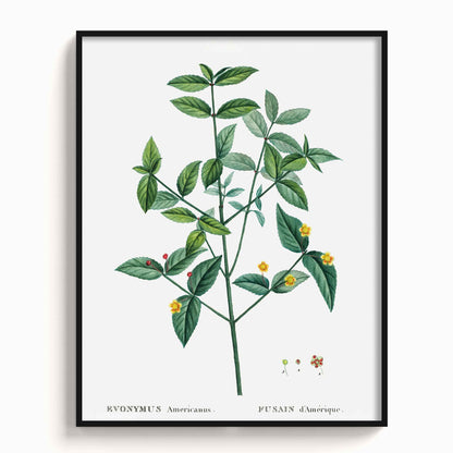 Botanicals - The Manify