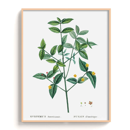 Botanicals - The Manify