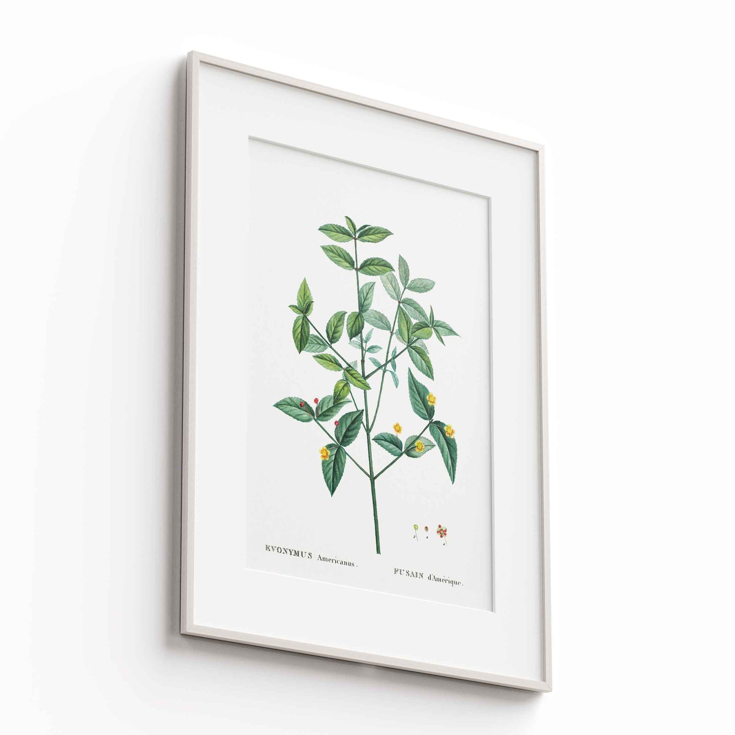 Botanicals - The Manify