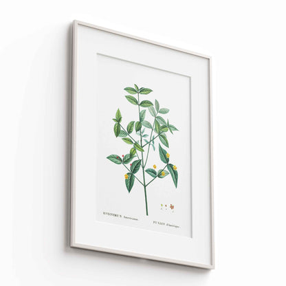 Botanicals - The Manify