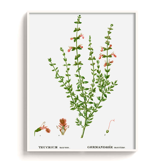 Botanicals - The Manify