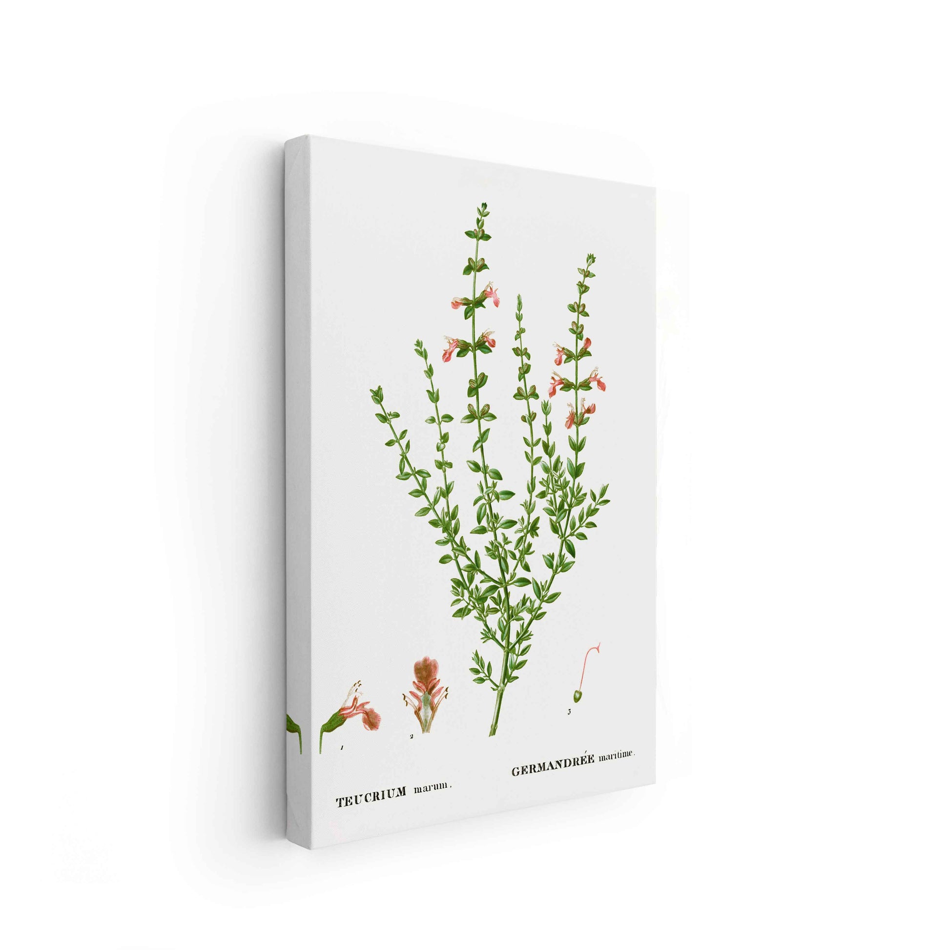 Botanicals - The Manify