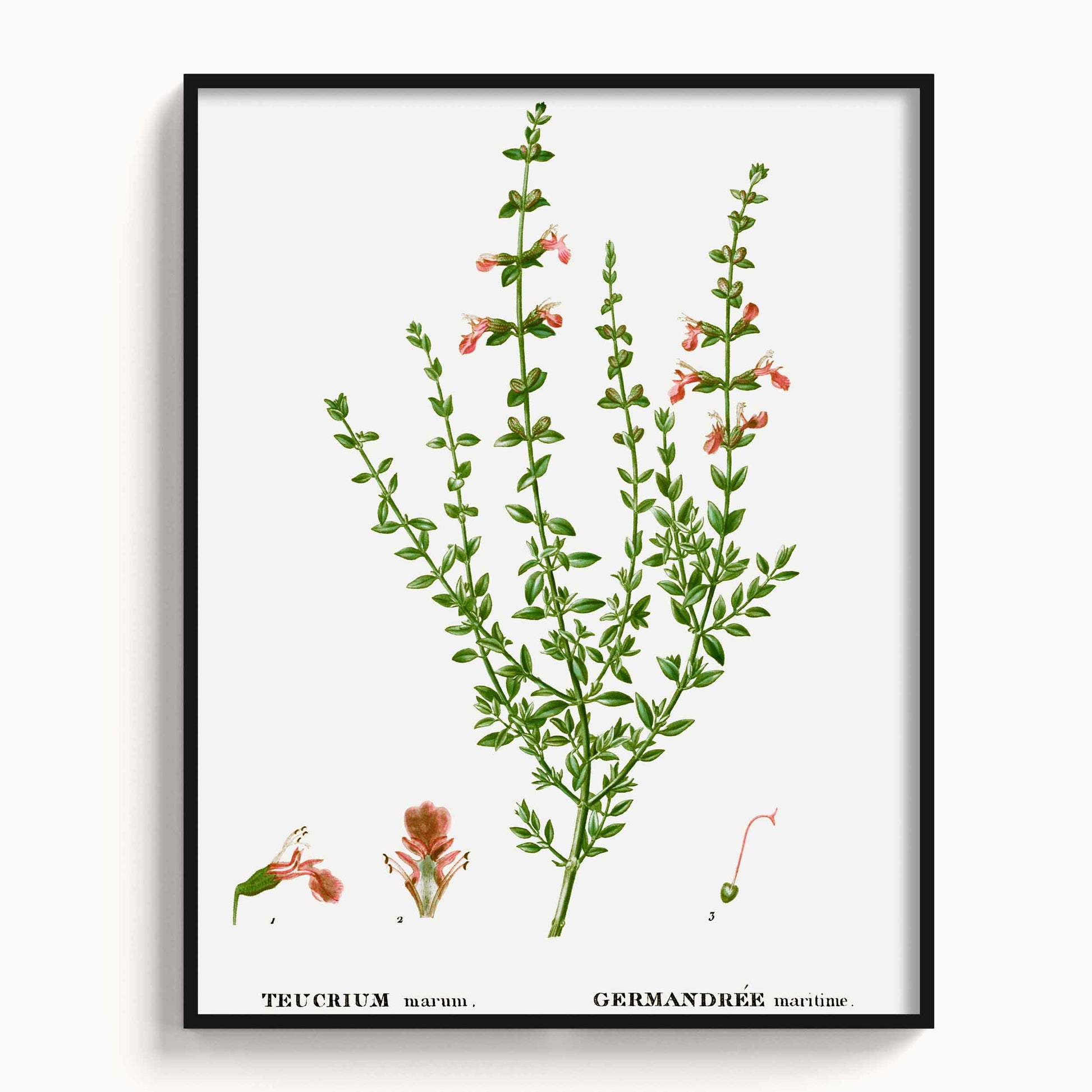 Botanicals - The Manify