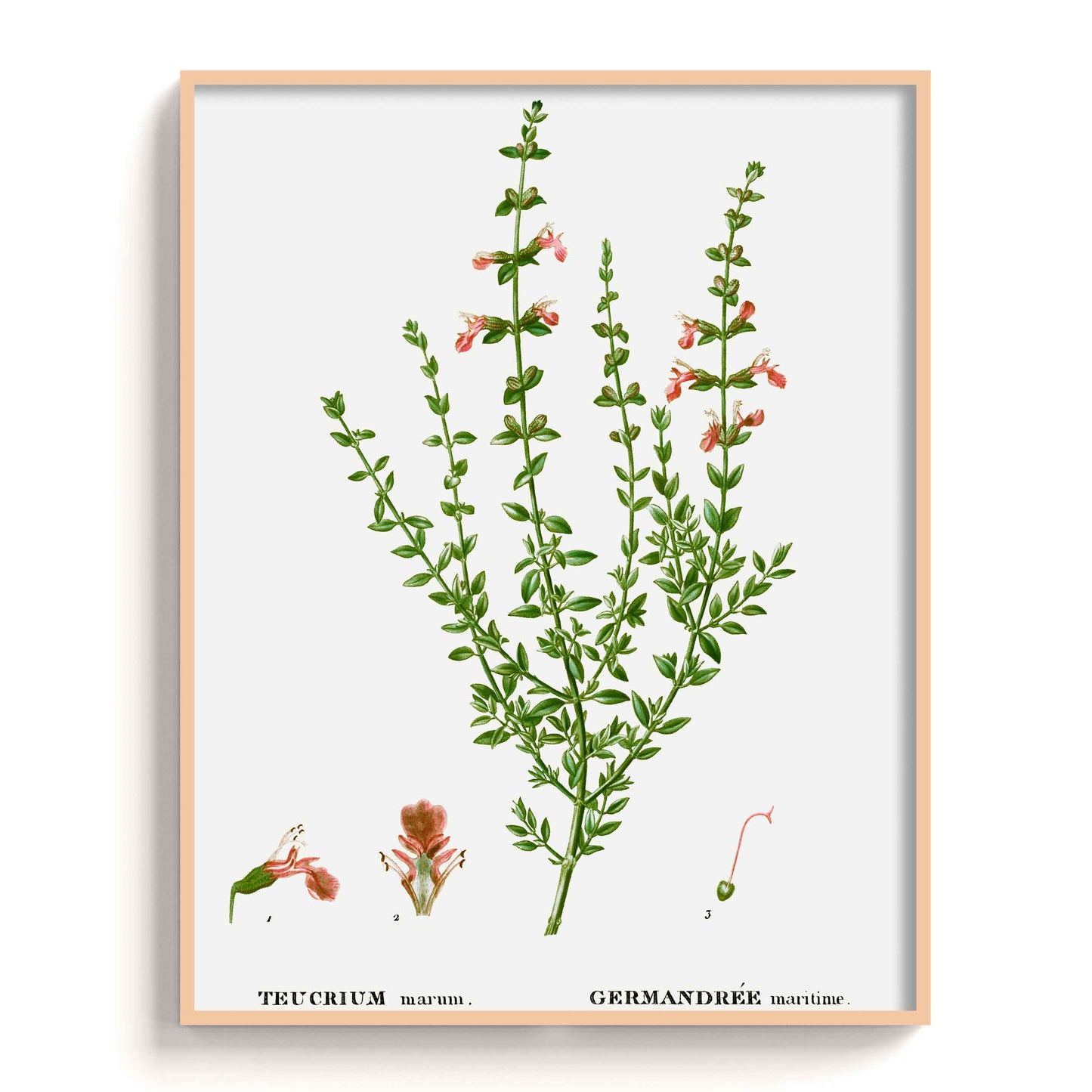 Botanicals - The Manify