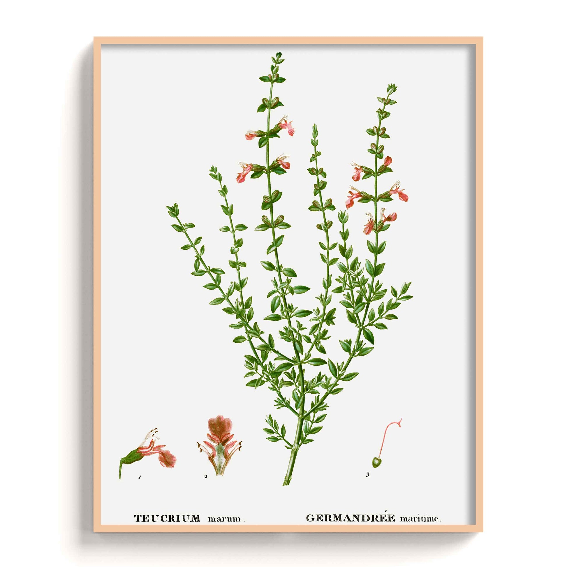 Botanicals - The Manify