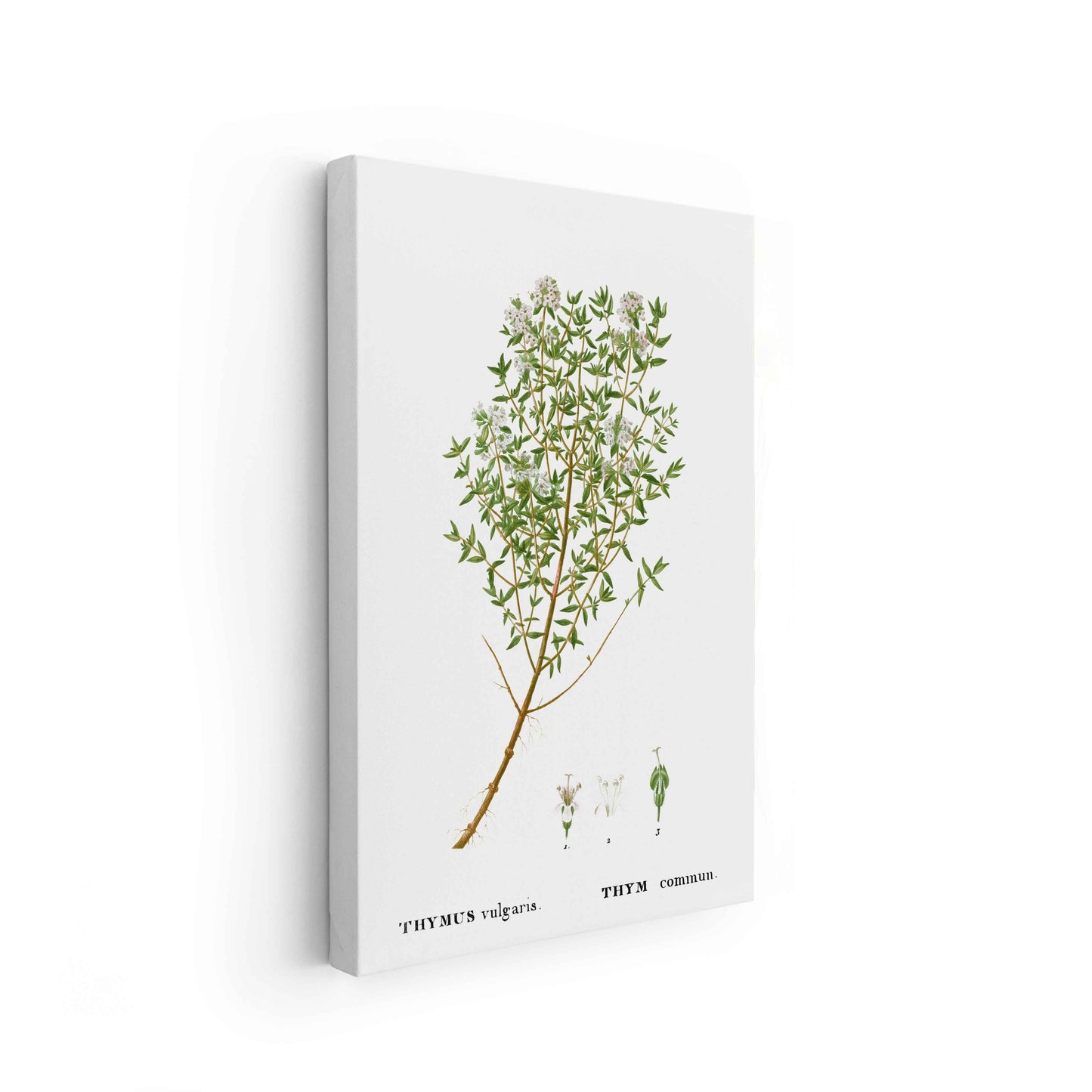 Botanicals - The Manify