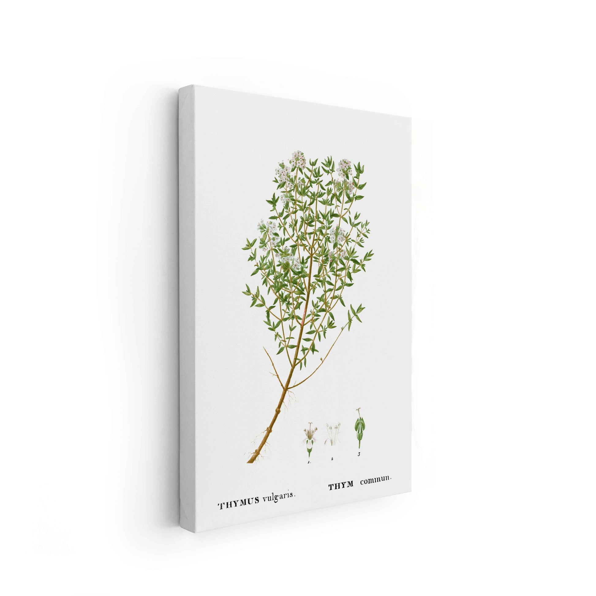 Botanicals - The Manify