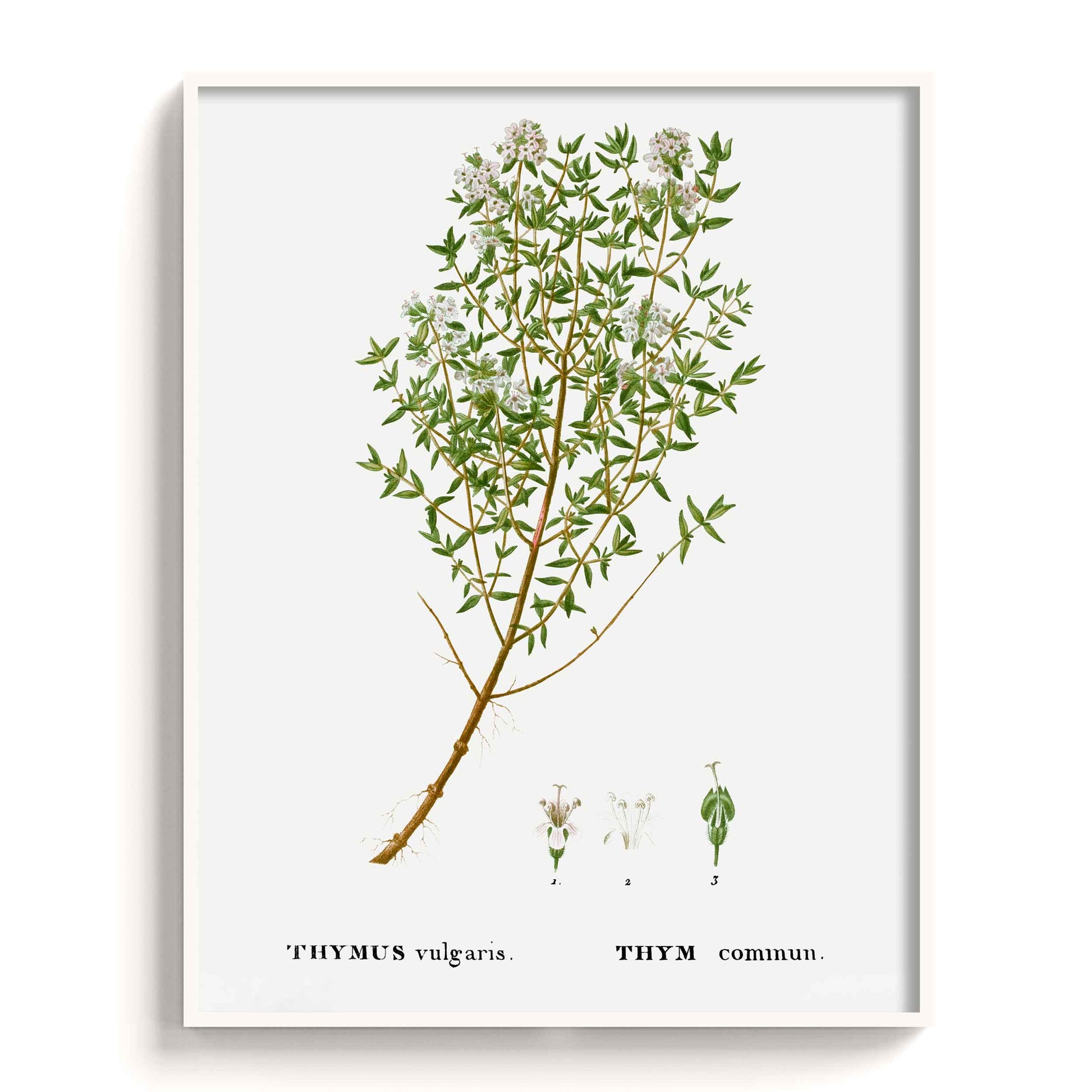 Botanicals - The Manify