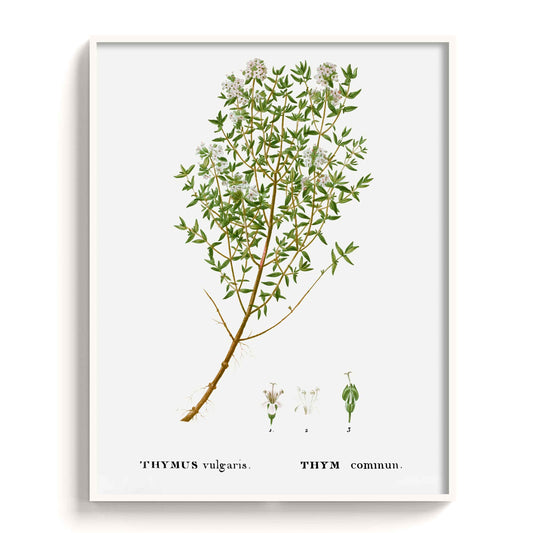 Botanicals - The Manify