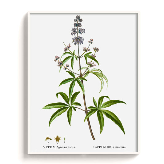 Botanicals - The Manify