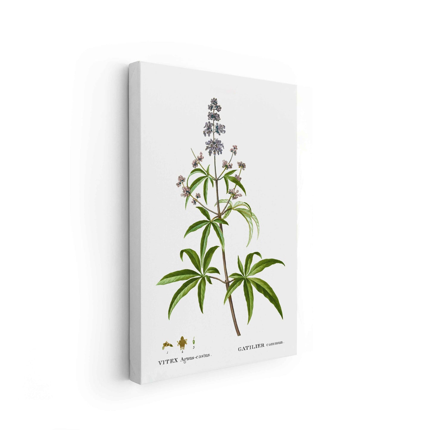 Botanicals - The Manify