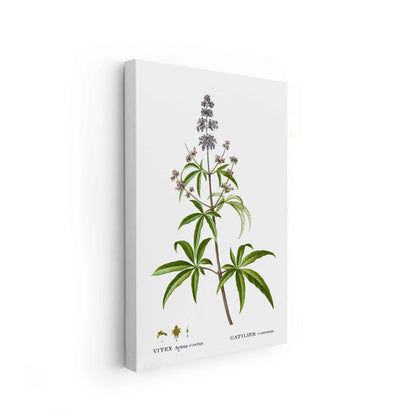 Botanicals - The Manify
