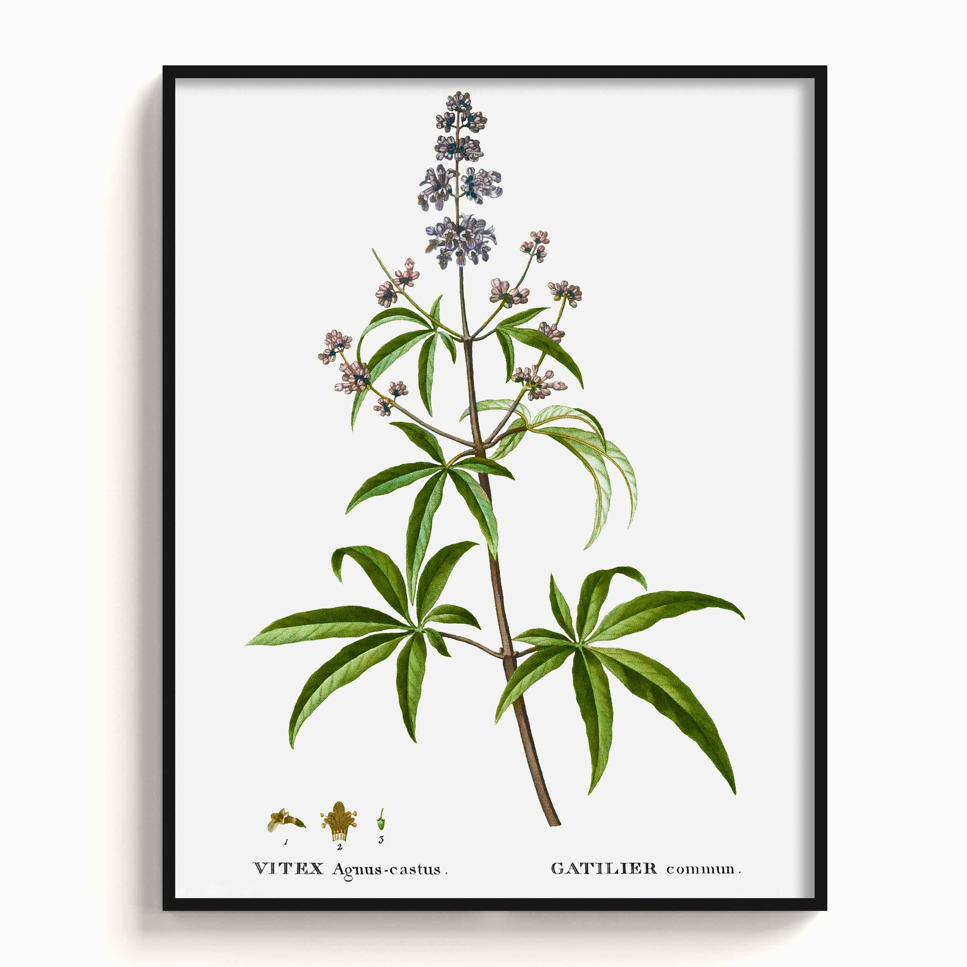 Botanicals - The Manify