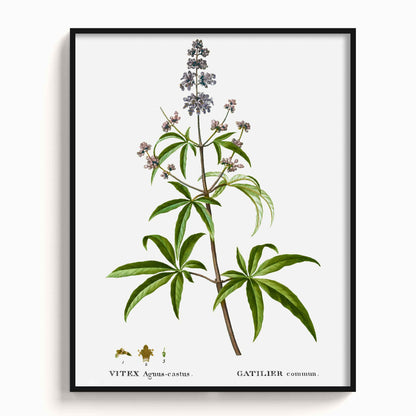 Botanicals - The Manify