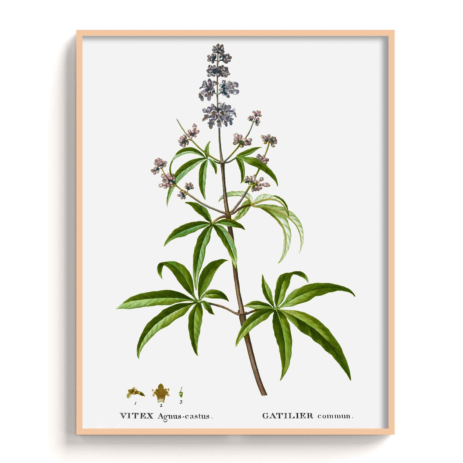 Botanicals - The Manify