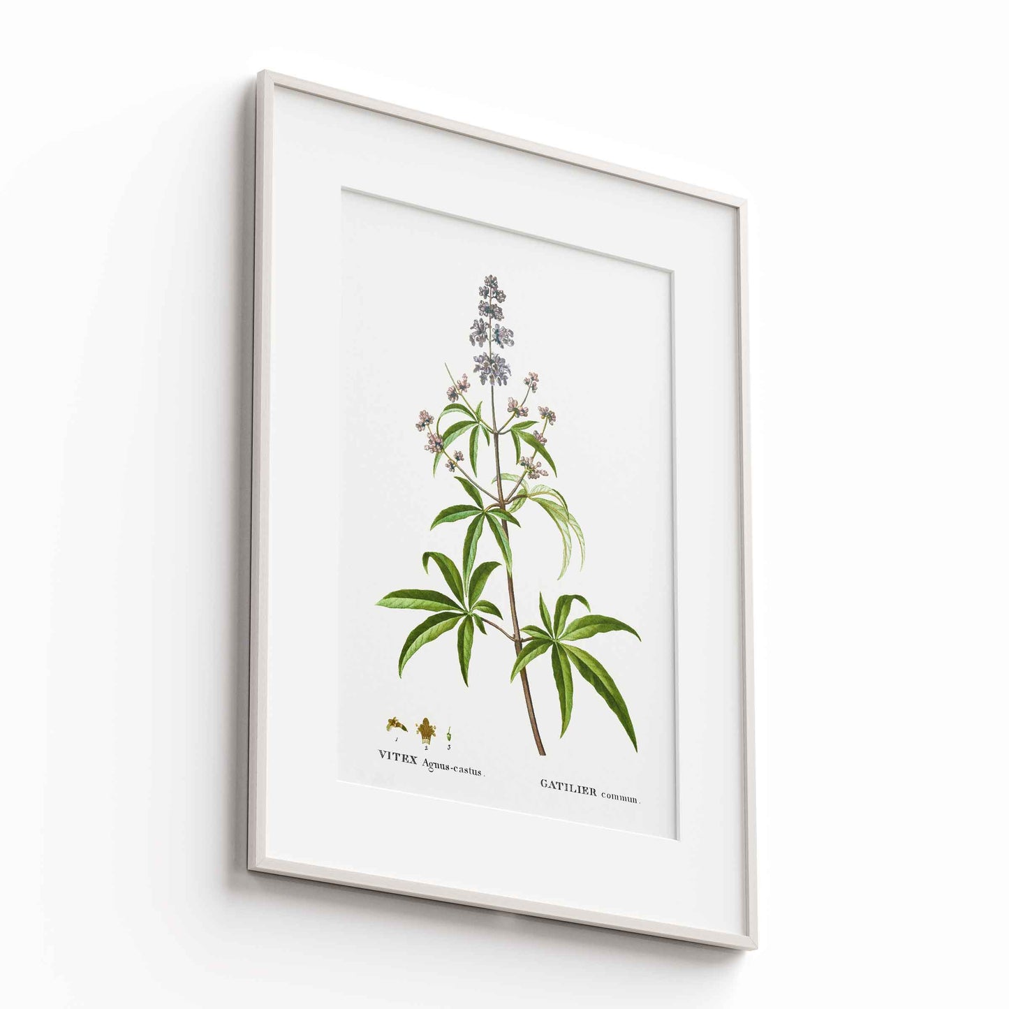 Botanicals - The Manify