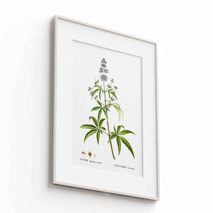 Botanicals - The Manify