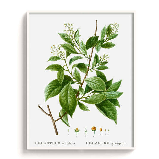 Botanicals - The Manify
